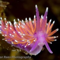 Nudibranch (Flabellina pedata) - by Trevor Rees