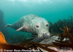 Grey Seal (Halichoerus grypus) - by Trevor Rees