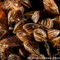 Zebra mussels (Dreissena polymorpha) - by Trevor Rees