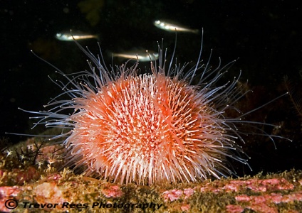 Common sea urchin (Echinus esclentus) - by Trevor Rees