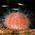 Common sea urchin (Echinus esclentus) - by Trevor Rees