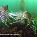 Cuttlefish (Sepeia officinalis) - by Trevor Rees