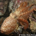 Common octopus (Octopus vulgaris) - by Trevor Rees