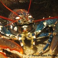 Lobster (Homarus gammarus) - by Trevor Rees