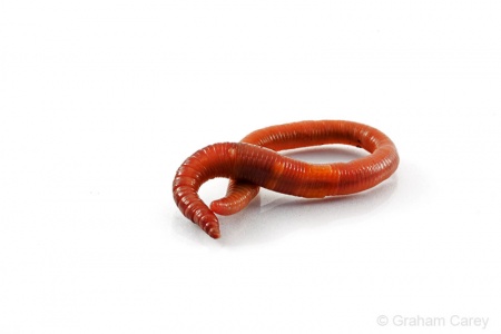 Earthworm (Lumbricus terrestris) Graham Carey