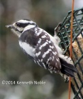 Downy Woodpecker (Picoides pubescens) Kenneth Noble