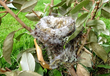 Goldfinch nest (Carduelis carduelis) Kenneth Noble