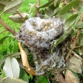 goldfinch nest ex IMG_8388 (800).jpg