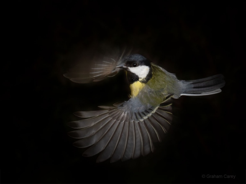 Great Tit (Parus major) Graham Carey - 7D2_0562m2small.jpg 7D2_0562m2small.jpg