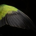 Rose-ringed Parakeet (Psittacula krameri) Graham Carey 
