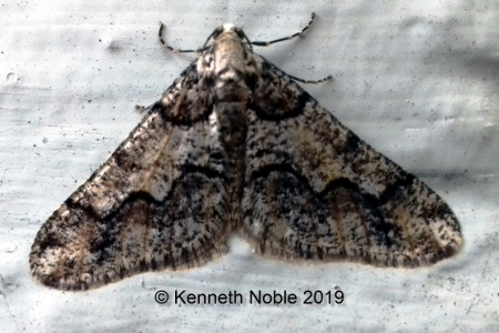 Spring usher (Agriopis leucophaearia) Kenneth Noble