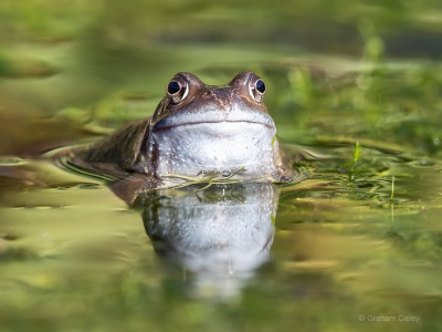 Common Frog (Rana temporaria) Graham Carey 