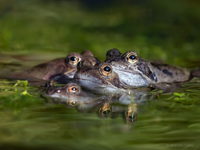 Common Frog (Rana temporaria) Graham Carey 