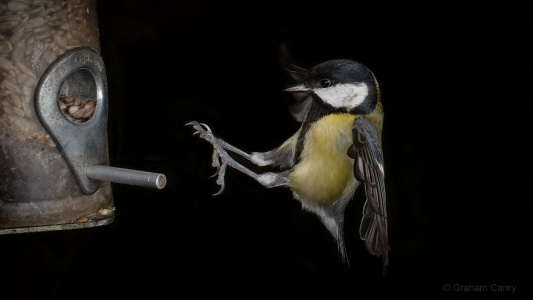 Great Tit (Parus major) Graham Carey 