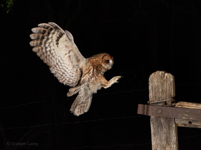 Tawny Owl (Strix aluco) Graham Carey