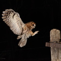 Tawny Owl (Strix aluco) Graham Carey