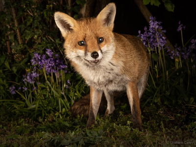 Red Fox (Vulpes vulpes) Graham Carey 