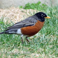 American Robin (Turdus migratorius) Kenneth Noble