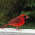 Northern cardinal (Cardinalis cardinalis) Kenneth Noble