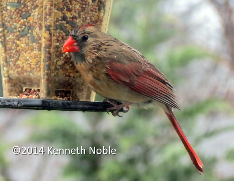 cardinal female ex IMG_2088 (800).JPG
