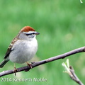 Chipping Sparrow (Spizzella passerina) Kenneth Noble