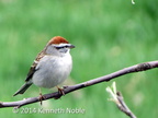 Chipping Sparrow (Pizzella passerina) Kenneth Noble