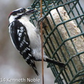Dowy woodpecker (Picoides pubescens) Kenneth Noble