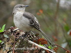 Northern mockingbird (Mimus polyglottos) Kenneth Noble
