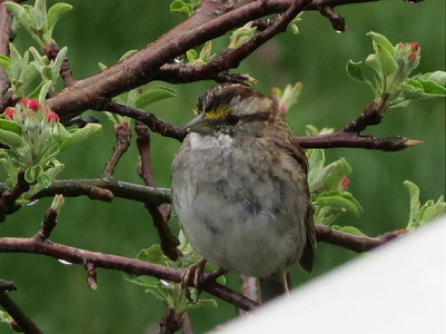 White-throated sparrow (Zonotrichia albicollis) Kenneth Noble