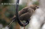 Brown-headed cowbird (Molothrus ater) Kenneth Noble