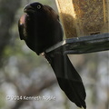 Common grackle (Quiscalus quiscula) Kenneth Noble