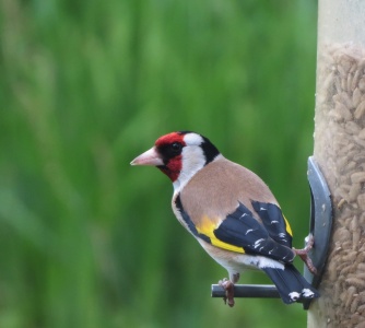 Goldfinch (Carduelis carduelis) Kenneth Noble