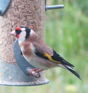 Goldfinch (Carduelis carduelis) Kenneth Noble