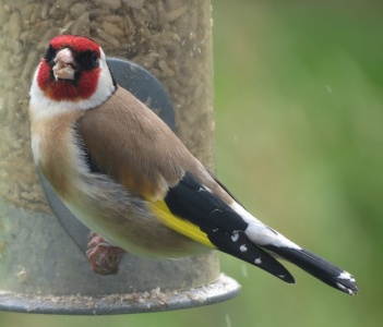 Goldfinch (Carduelis carduelis) Kenneth Noble