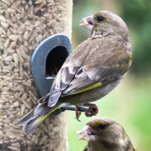 greenfinch (Carduelis chloris) Kenneth Noble