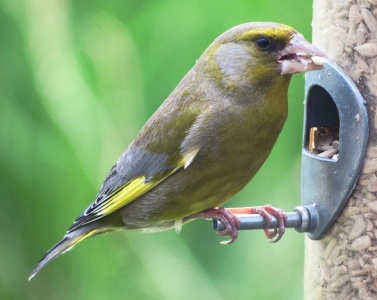 greenfinch (Carduelis chloris) Kenneth Noble