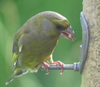 greenfinch (Carduelis chloris) Kenneth Noble