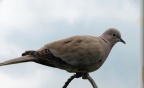 collared dove (Streptopelia decaocto) Kenneth Noble