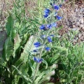 Viper's bugloss (Echium vulgare) Kenneth Noble