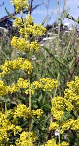 Lady's bedstraw (Galium verum) Kenneth Noble