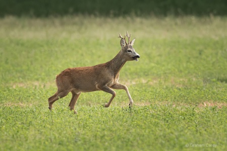 Roe Deer (Capreolus capreolus) Graham Carey