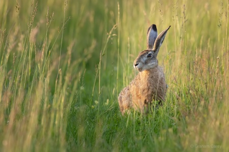 Brown Hare (Lepus europaeus) Graham Carey