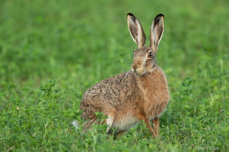 Brown Hare (Lepus europaeus) Graham Carey