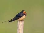 Barn Swallow (Hirundo rustica) Graham Carey 