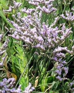 common sea-lavender (Limonium vulgare) Kenneth Noble
