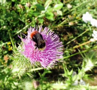 Bombus lapidarius