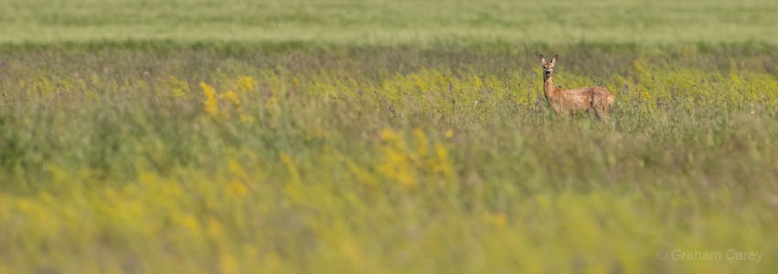 Roe Deer (Capreolus capreolus) Graham Carey 