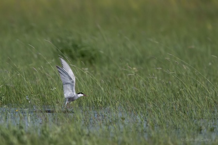 Whiskered Tern (Chlidonias hybrida) Graham Carey