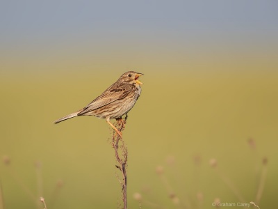 Corn Bunting (Millaria calandra) Graham Carey