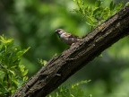 Tree Sparrow (Passer montanus) Graham Carey